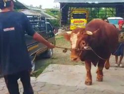 Sapi Kurban Prabowo untuk Kota Tegal Dipotong Hari Sabtu