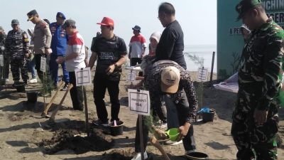 Cegah Abrasi, Pemkab Tegal Galakkan Penanaman Cemara Laut dan Mangrove