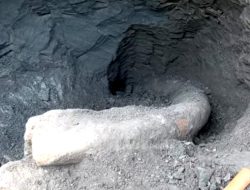 Fosil Gading Gajah Purba 2 Meter Ditemukan, Kini Diteliti BRIN di KSL Maribaya Bumiayu