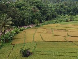 Anggaran Pengendalian Hama Akan Ditambah