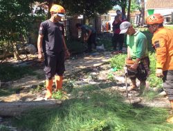 Antisipasi Cuaca Ekstrem, BPBD Brebes Tebang 7 Pohon Cemara Rawan Tumbang di Bumiayu