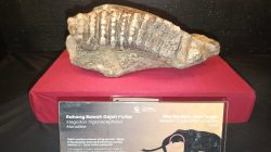 Jejak Gajah Purba di Bumiayu Brebes, Dari Sinomastodon hingga Elephas