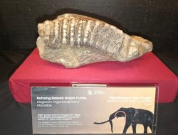 Jejak Gajah Purba di Bumiayu Brebes, Dari Sinomastodon hingga Elephas