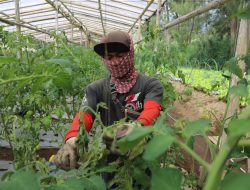 Ahmad Luthfi Dorong Regenerasi Petani Muda Lewat Program Zilenial di Jawa Tengah