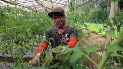 Ahmad Luthfi Dorong Regenerasi Petani Muda Lewat Program Zilenial di Jawa Tengah