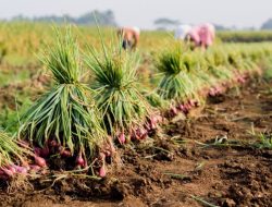 Aksi Pencurian Bawang Merah di Brebes Marak