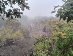 Bunga Edelweis Simbol Kekuatan, Keabadian, dan Cinta Sejati 