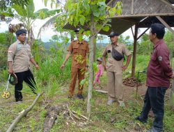 Tambakserang Tanam Sacha Inchi untuk Ketahanan Pangan dan Ekonomi Warga