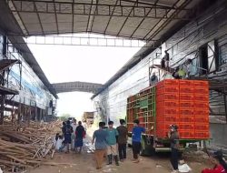 Kandang Ayam Ambruk, Seorang Pekerja Masih Dalam Pencarian