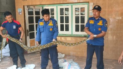 Ular Sanca Kembang Ditangkap Warga Tegal