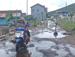 Warga Dawuhan Brebes Tanam Pisang di Jalan Rusak, Protes Tak Kunjung Diperbaiki