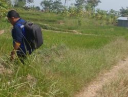 Petani Menjerit Terancam Gagal Panen, Ratusan Hektar Tanaman Padi di Tegal Kekeringan Gegara Proyek Perbaikan Irigasi