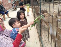 Rusa Tutul Punya Sidik Jari? Meloncat Setinggi 3 Meter dan Melompat 10 Meter