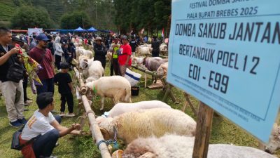 Festival Domba Sakub di Brebes, Bupati Paramitha: Bukan Sekadar Adu Gagah, Ini Potensi Ekonomi