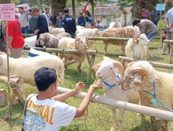 Mengenal Domba Sakub: Primadona Baru Dari Lereng Slamet Brebes