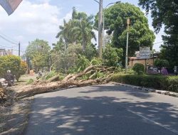 Pohon Tumbang di depan Rumdin Wakil Bupati Tegal, DPRD Minta Inventaris Pohon Rapuh di Tepi Jalan