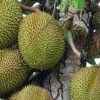 Tanam Pohon Durian di Pesisir, Ini Jenis Bibit yang Cocok