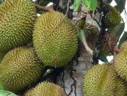 Tanam Pohon Durian di Pesisir, Ini Jenis Bibit yang Cocok