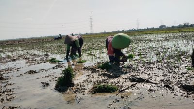 Poktan Maju Makmur Tanam Padi Seluas 50 Hektar di Musim Kemarau