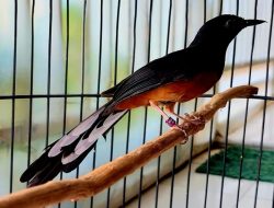 Cara Memilih Burung Murai Berkualitas, Keturunan Jadi Penentu Harga