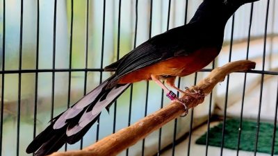 Cara Memilih Burung Murai Berkualitas, Keturunan Jadi Penentu Harga