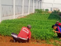 Dukung Kemandirian Pangan, Lapas Batang Panen Kangkung dan Sawi  