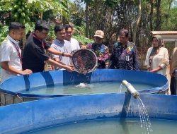 BUMDEs Usaha Bersama Desa Penusupan Bersama Alfamart Kembangkan Budidaya Ikan Lele