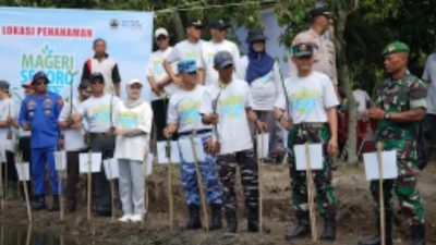 8.000 Pohon Bakau dan Cemara Laut Ditanam di Ekosistem Mangrove