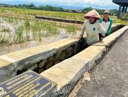Dampak Nyata Program Irigasi Ahmad Luthfi: Petani Pekalongan Panen Lebih Baik dan Lebih Sering.