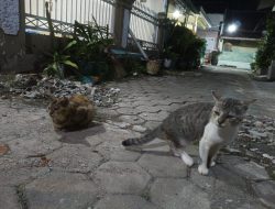 Tingkah Laku Kucing Membawa Isyarat Gaib, Ini Tanda-Tandanya!