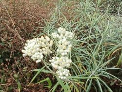 Belajar dari Kemampuannya Bertahan Bunga Edelweis 