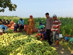 Kubangputat, Surga Jagung Manis di Brebes