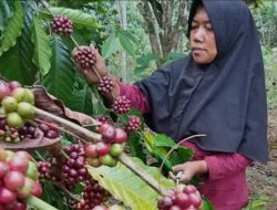 Mengenal Kopi Khas Brebes, Dari Aroma Cokelat Hingga Rempah