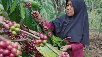 Mengenal Kopi Khas Brebes, Dari Aroma Cokelat Hingga Rempah