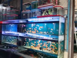 Ikan Hias Laris Manis di Tegal Jelang Tahun Baru