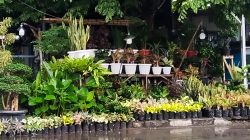 Cerita Pedagang Tanaman di Tegal Hadapi Sistem Satu Arah