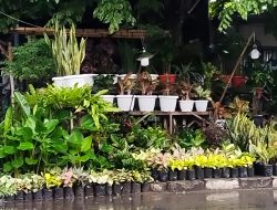 Cerita Pedagang Tanaman di Tegal Hadapi Sistem Satu Arah
