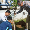 Peringati HUT ke-130, BRI Bumiayu Tanam 100 Pohon Buah Lewat Program Grow & Green