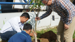 Peringati HUT ke-130, BRI Bumiayu Tanam 100 Pohon Buah Lewat Program Grow & Green