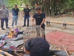 Polres Tegal Gerebek Judi Sabung Ayam di Desa Tembok Luwung
