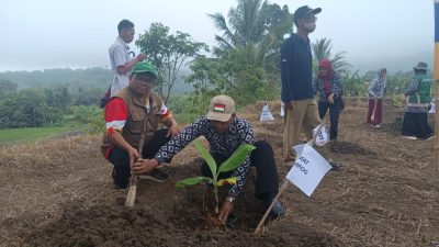 BUMDes Manggis Manis Tanam 1.000 Pohon Pisang untuk Perkuat Ketahanan Pangan Desa