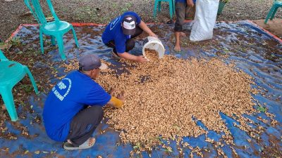Dukung Kemandirian Pangan, Lapas Batang Panen Kacang Tanah