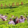 Tips Liburan Nataru ke Agrowisata Kebun Teh Kaligua