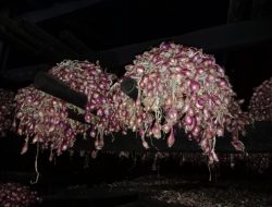 Petani Bawang Merah di Tegal Gagal Panen, Ini Penyebabnya