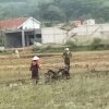 Persiapan Musim Tanam Padi, Petani Mulai Membajak Sawah