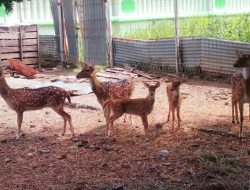 Dikeluhkan, Pengunjung Taman Satwa Tegal Masih Buang Sampah Sembarangan