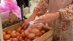 Di Lebaksiu Harga Telur Menjelang Nataru Naik, Ini Faktornya