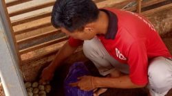 Tingkatkan Kemandirian, Warga Binaan Lapas Batang Kelola Bebek Petelur
