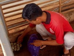 Tingkatkan Kemandirian, Warga Binaan Lapas Batang Kelola Bebek Petelur