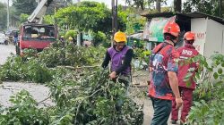 Cegah Tumbang, BPBD Pangkas Pohon di Jalur Pantura
